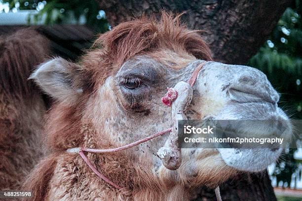 Camel Head Stock Photo - Download Image Now - 2015, Agriculture, Animal Hair - iStock Camel Head Stock Photo - Download Image Now - 2015, Agriculture, Animal Hair - iStock