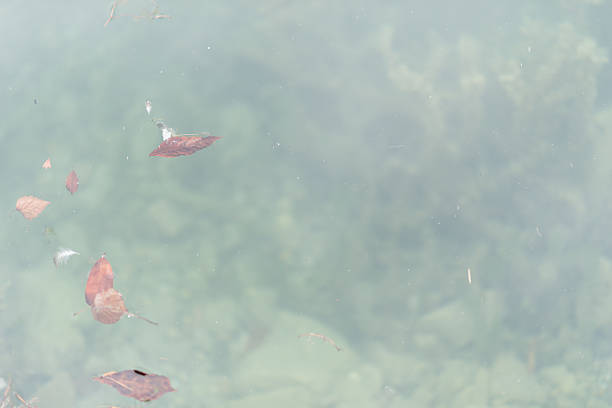 istock Colorful leaves in water 488252328