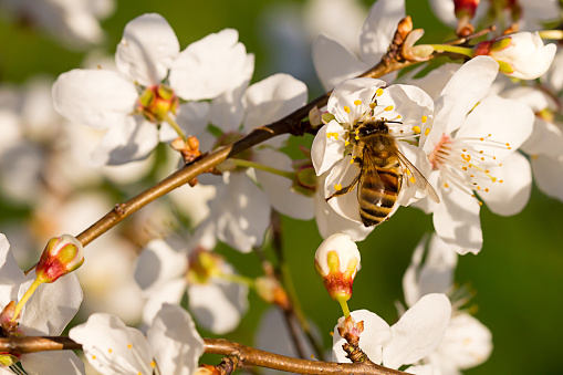bee pollinating almond tree