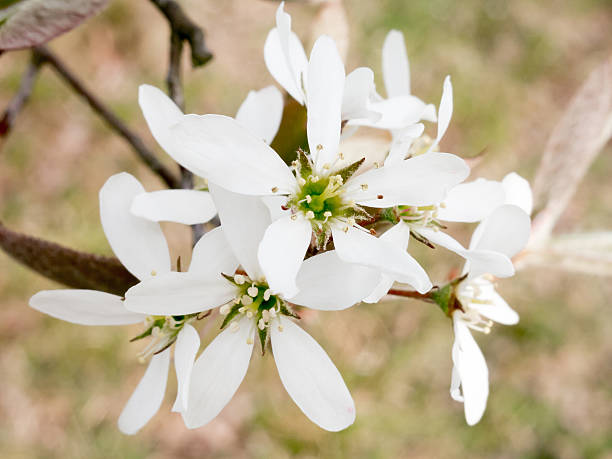 fiori bianchi di serviceberry in primavera - sarvis foto e immagini stock