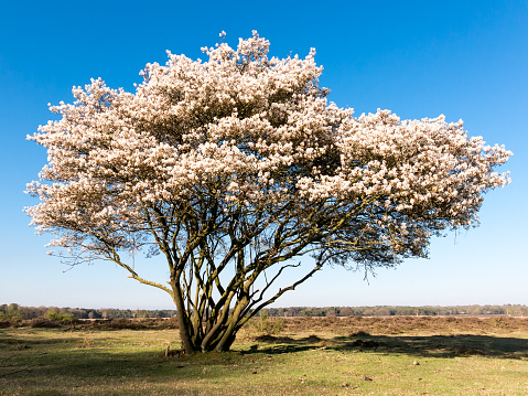 Olive tree - Olive blossom