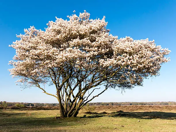 Blooming serviceberry, Amelanchier lamarckii, in spring on the West Heath in Gooi District, Netherlands