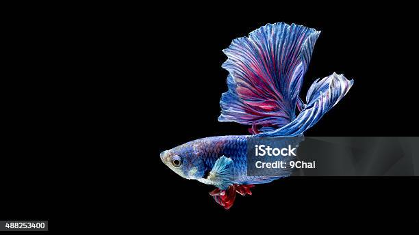 Blue And Red Siamese Fighting Fish Isolated On Black Stock Photo - Download Image Now