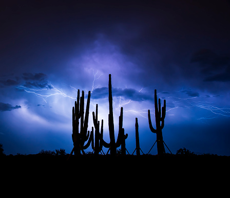 Lightning in the Desert among the Saguaro cactus. Captured in Arizona during the summer Monsoon. Ambient light, Nikon D750, 24-120 lens. 