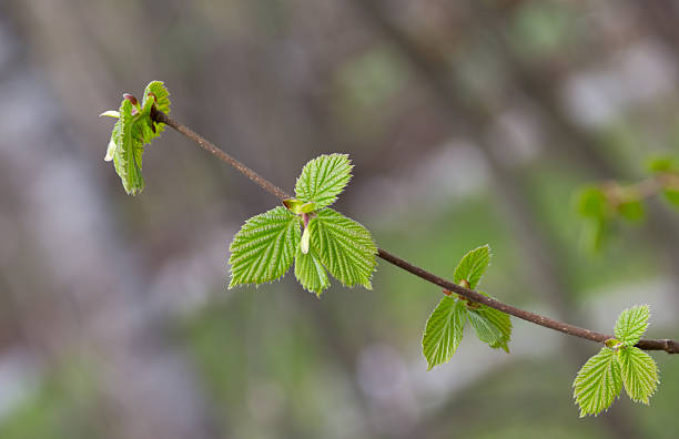 ramo verde folhas - beech tree leaf isolated branch imagens e fotografias de stock