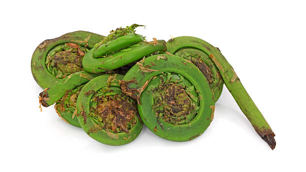 grupo de broto de samambaia - fern spiral frond green imagens e fotografias de stock