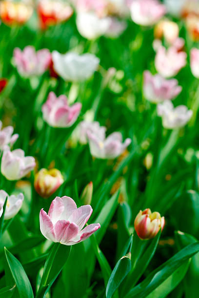 istock Tulip season in thailand. 488259683