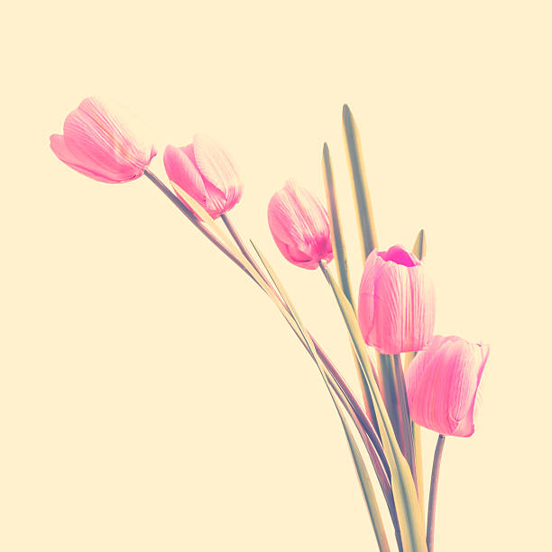 istock Pink artificial tulip flowers 488259705