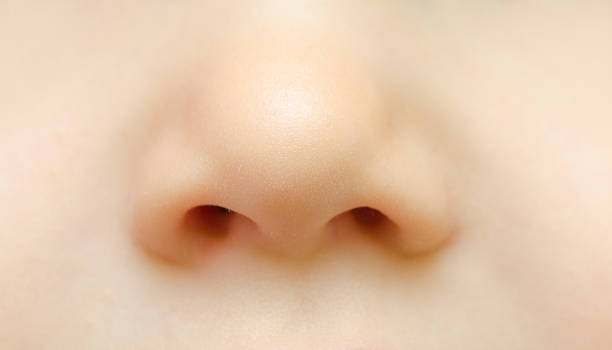 baby nose stock photo