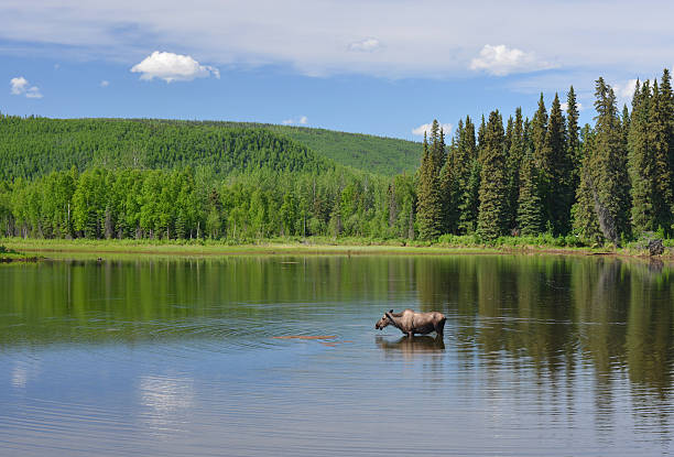 Moose in a pond View of a female moose standing in a water, feeding on algae. Picture taken in June at one of many ponds near Fairbanks, Alaska. fairbanks photos stock pictures, royalty-free photos & images