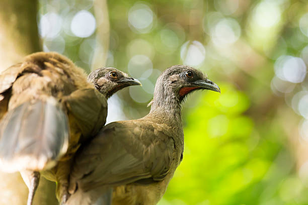 istock Portrait of Crested Guan birds 488261451