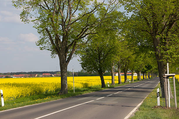 istock country road and rape field 488261647