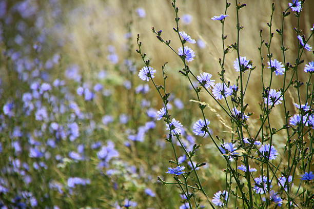 azul meadow - chicory fotografías e imágenes de stock