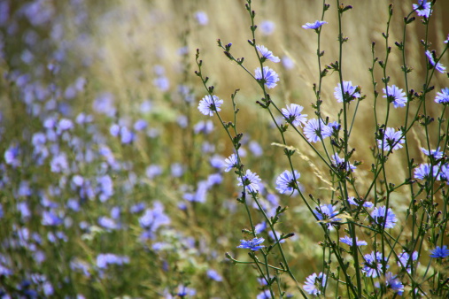 Beautiful blue meadow