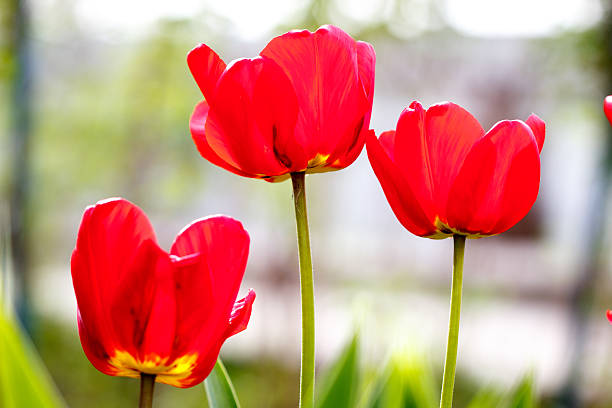 tulips in garden
