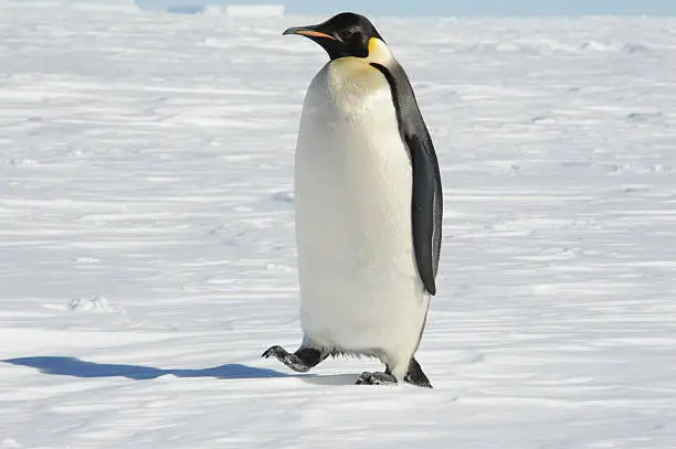 An Emperor Penguin walking away from the sea ice