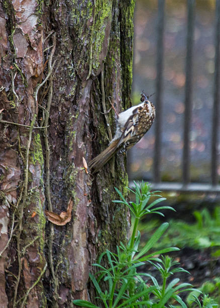 Tree Creeper (Certhiidae) Similar Images:  certhiidae stock pictures, royalty-free photos & images
