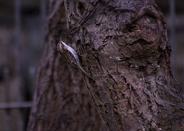 Tree Creeper (Certhiidae) National Botanic Gardens, Dublin certhiidae stock pictures, royalty-free photos & images