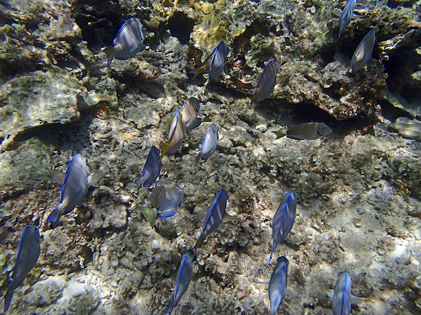 istock caribbean snorkeling 488262295