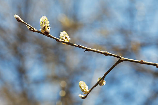 istock blossoming branch of pussy willow tree 488262885