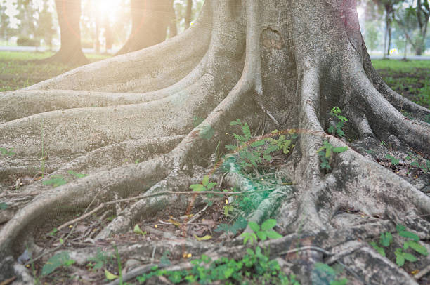 istock Closed up big tree roots and sun beam 488263547