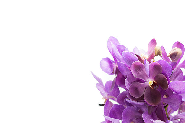 istock Border of orchid flower (purple vanda) isolated on white 488264431