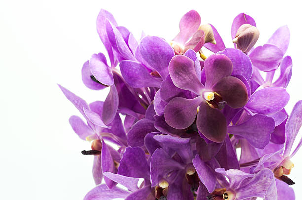 istock Border of orchid flower (purple vanda) isolated on white 488264505