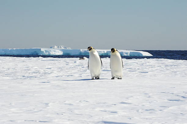Penguins Walking stock photo