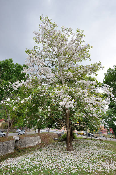 White Spring White flowers Tabebuia roses blossom tabebuia heterophylla stock pictures, royalty-free photos & images