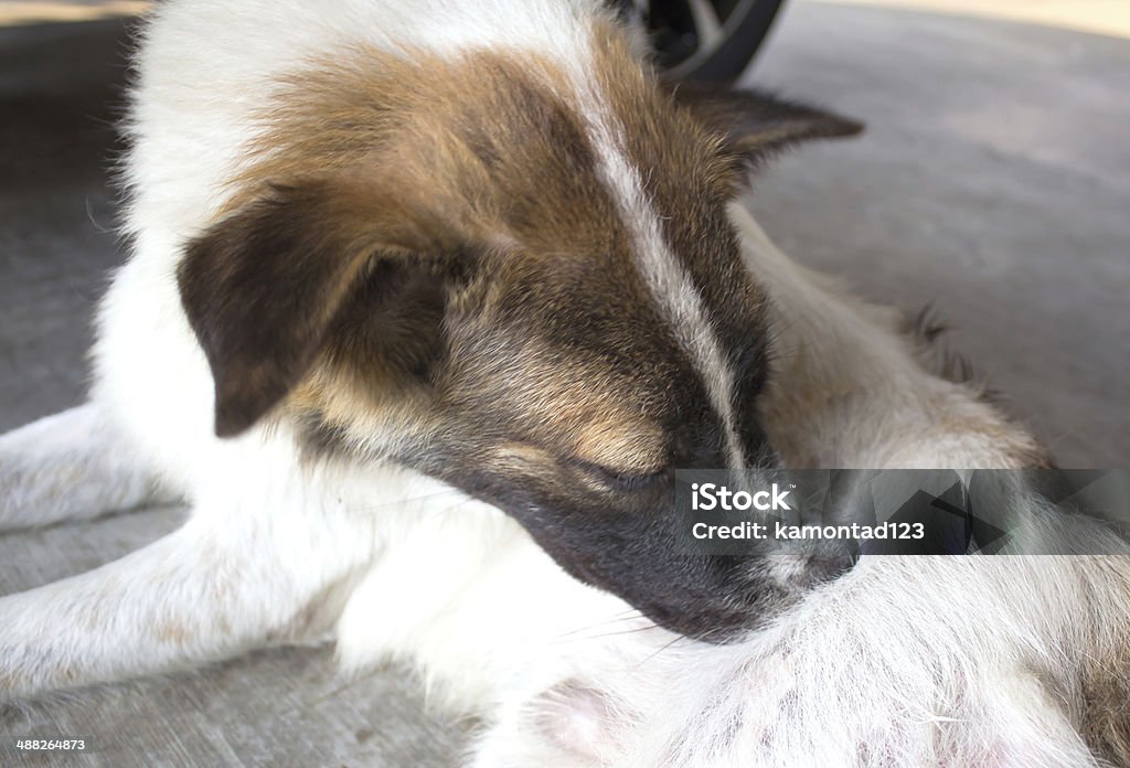 Dog Scratching Dog Scratching because  is skin diseases Animal Stock Photo