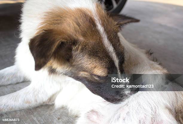 Dog Scratching Stock Photo - Download Image Now - Animal, Canine - Animal, Complexion