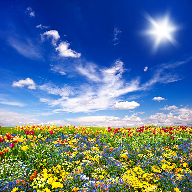 istock beautiful flowers meadow and cloudy blue sky 488265301