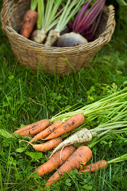 istock carrots, parsleys and beetroots 488265573
