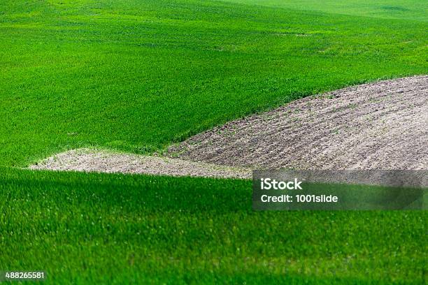 Wave Pattern Wheat Plant Stock Photo - Download Image Now - Agricultural Field, Agriculture, Backgrounds