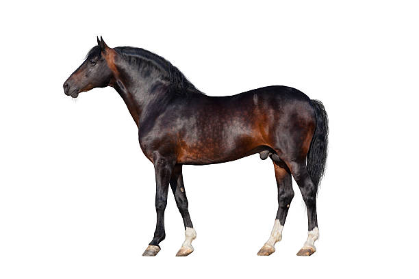 istock Dark bay horse isolated on white background. 488265891