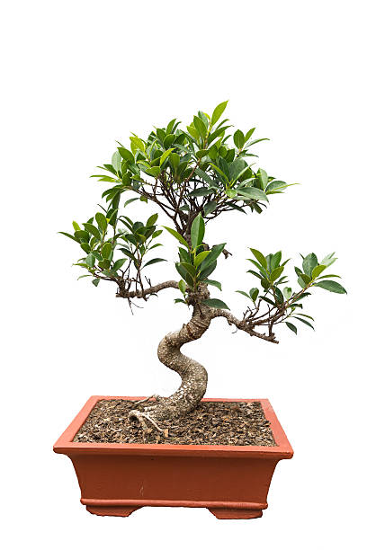 green bonsai banyan tree green bonsai banyan tree chinese banyan bonsai stock pictures, royalty-free photos & images
