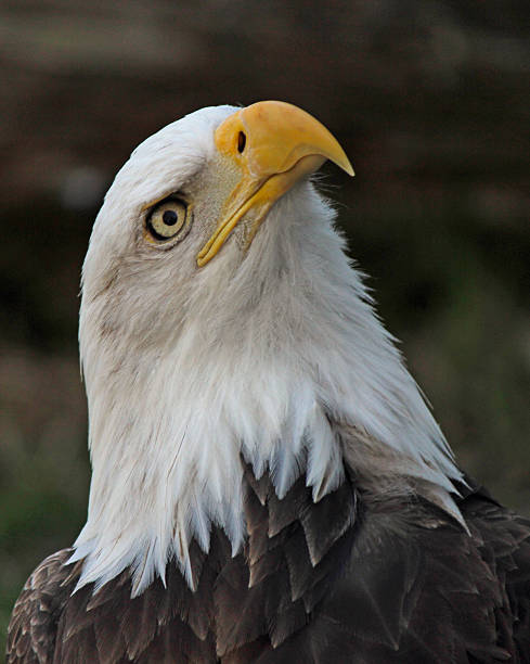 águia de cabeça - north america bald eagle portrait vertical - fotografias e filmes do acervo