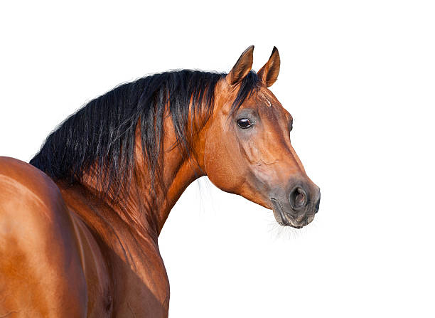 kasztan konia head na białym tle, koń arabski. - arabian horse zdjęcia i obrazy z banku zdjęć