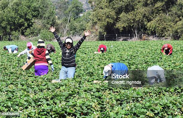 Strawberry Harvest In Central California Stock Photo - Download Image Now - Farm Worker, California, Mexican Culture