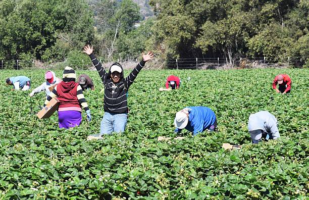 клубничный harvest в центральной калифорния - salinas стоковые фото и изображения