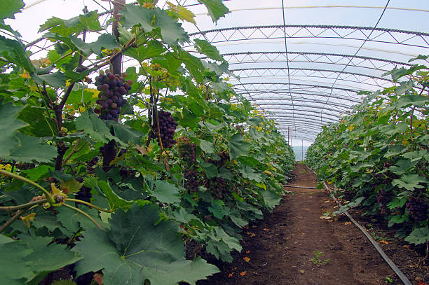 Grapevine in greenhouse stock photo