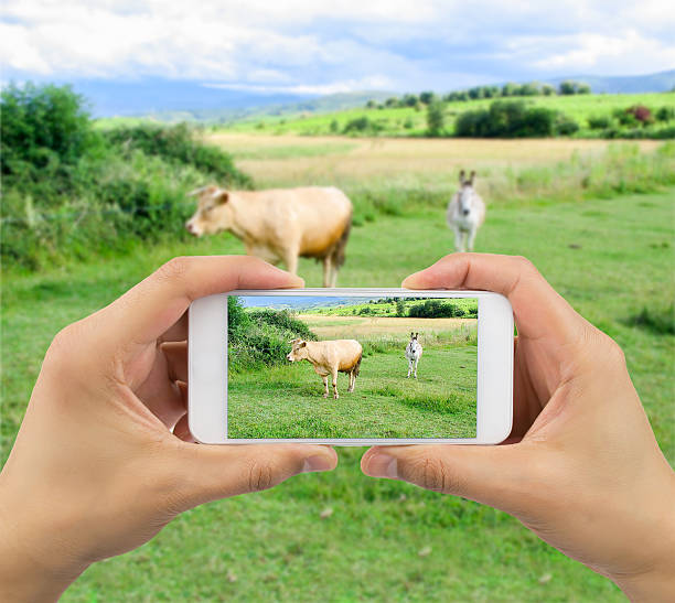 istock photographing farm animals 488270000
