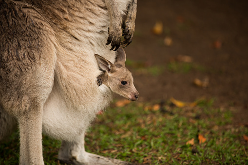 A tiny baby Kangaroo (Joey) in its mothers pouch.