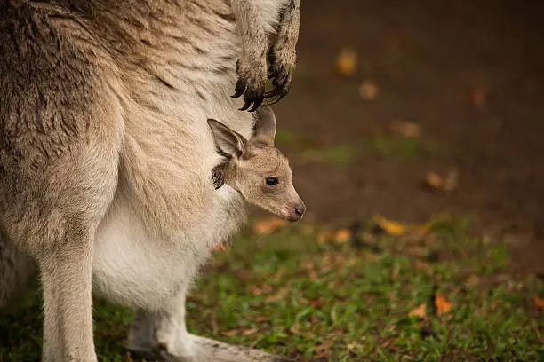 A tiny baby Kangaroo (Joey) in its mothers pouch.