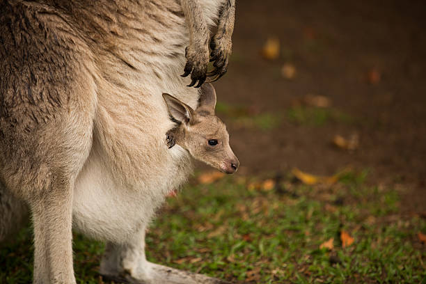 joey w kieszeni - kangaroo joey marsupial mammal zdjęcia i obrazy z banku zdjęć