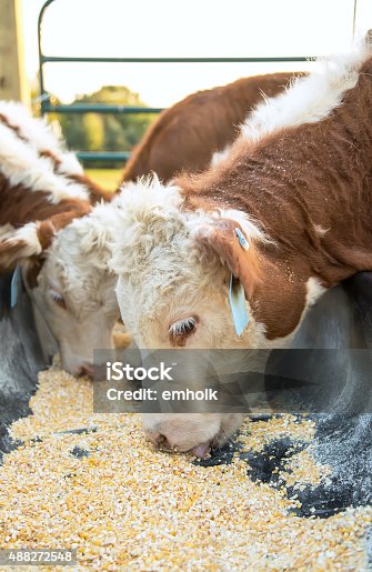 istock Hereford Calves Eating Corn From Feed Bunk 488272548
