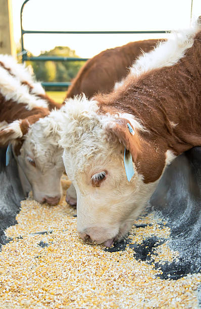 Hereford Calves Eating Corn From Feed Bunk Close-up of several brown and white Hereford calves eating ground corn from a black plastic feed bunk. Focus is on the calf nearest the camera. Taken on an evening in late summer/early autumn. beef cattle feeding stock pictures, royalty-free photos & images