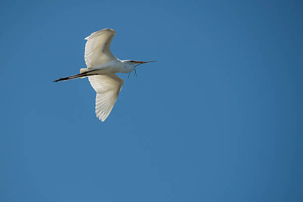 istock Great Egret in Mid-Flight Over Elhorn Slough Near Nesting Area 488272582