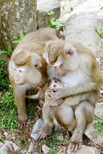 Baby monkey eating milk from the mother ,Monkey in Forest,phuket thailand