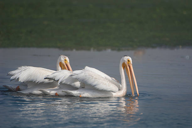 istock Group of White Pelicans Foraging For Food in Harbor 488273044